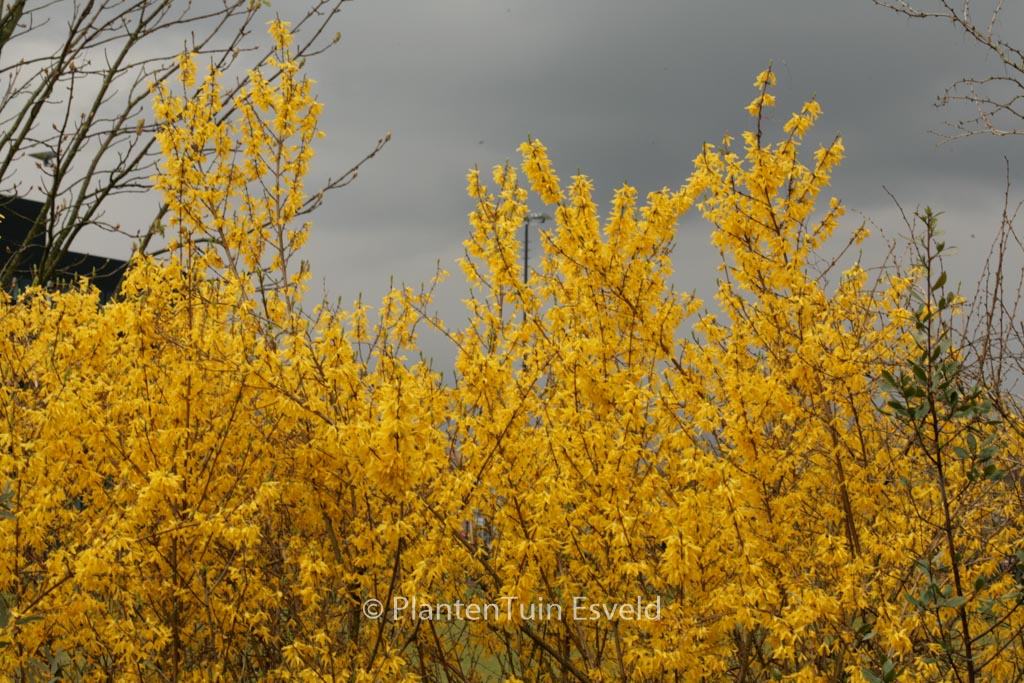 Forsythia intermedia ‚Spectabilis‘