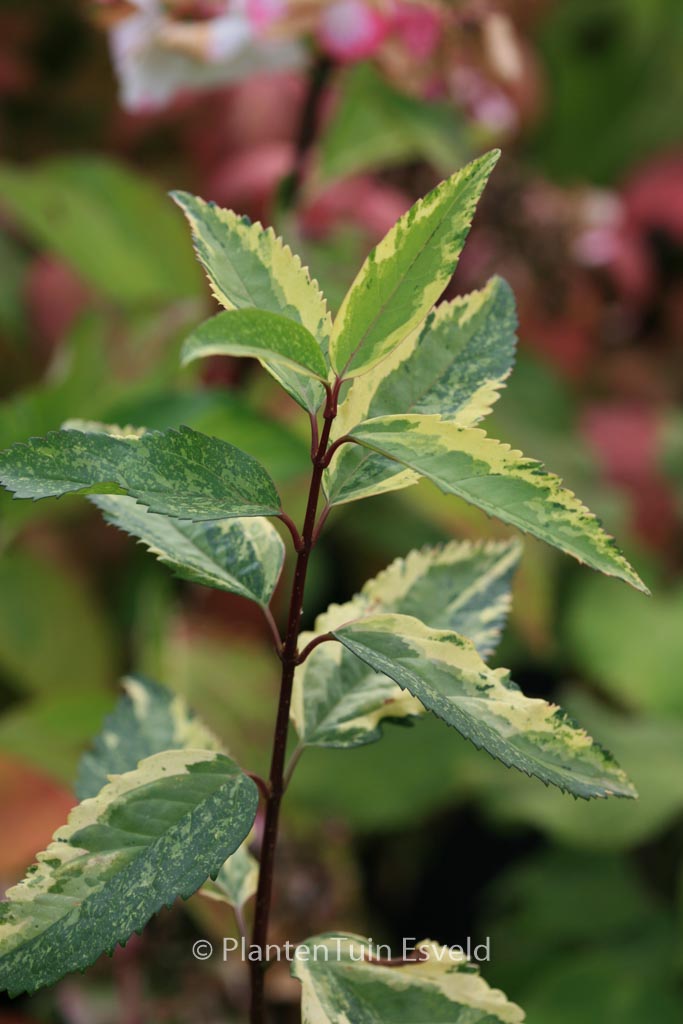 Forsythia intermedia ‚Variegata‘