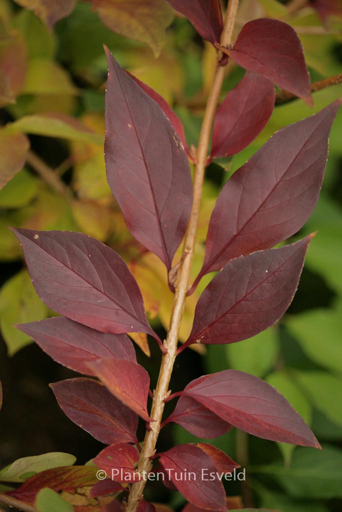 Forsythia ovata ‚Marie-Louise‘