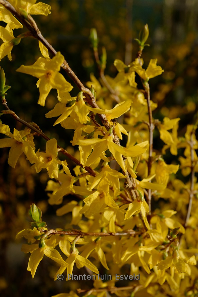 Forsythia ovata ‚Tetragold‘
