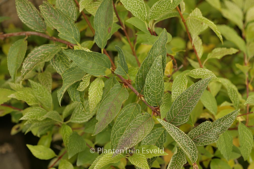 Forsythia viridissima ‚Kumson‘