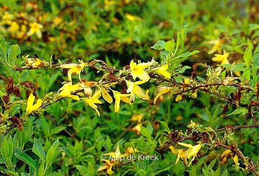 Forsythia viridissima koreana