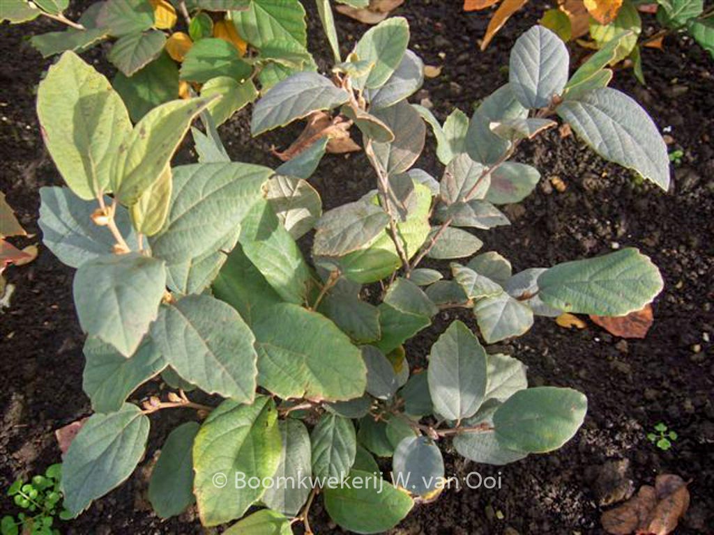 Fothergilla gardenii ‚Blue Mist‘