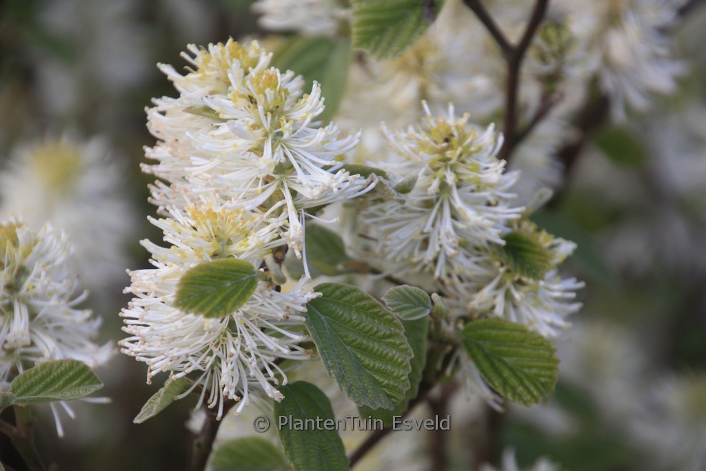 Fothergilla intermedia ‚Blue Shadow‘