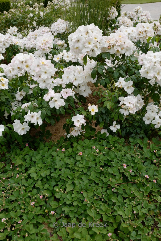 Fragaria ‚Frel‘ (PINK PANDA)