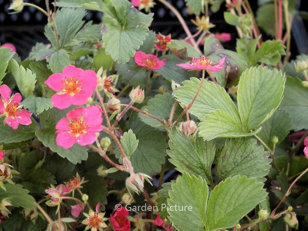 Fragaria ‚Stockbolwi‘ (LIPSTICK)