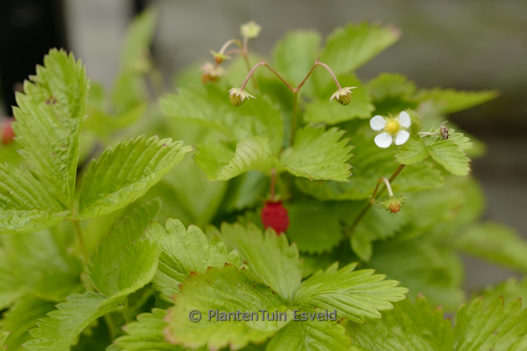 Fragaria vesca ‚Ruegen‘