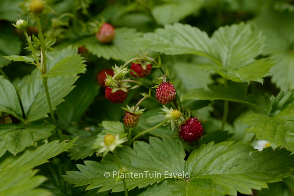 Fragaria vesca