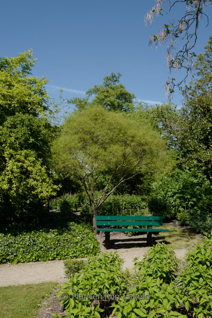 Frangula alnus ‚Aspleniifolia‘