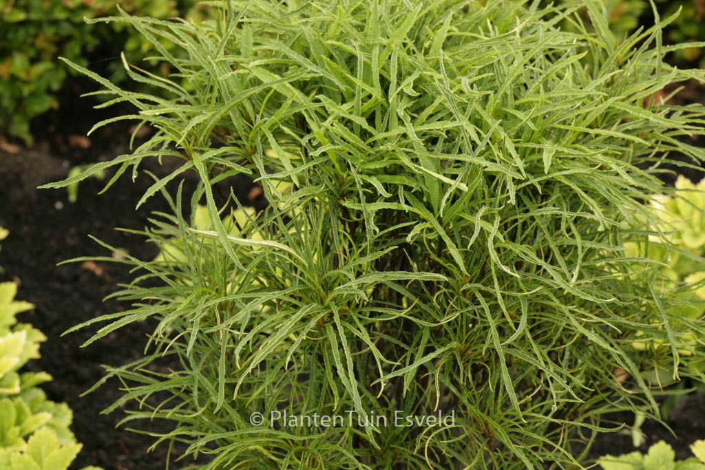 Frangula alnus ‚Ron Williams‘ (FINE LINE)
