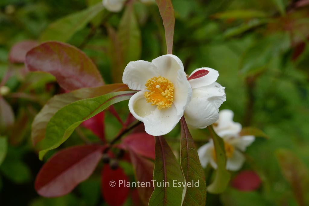 Franklinia alatamaha