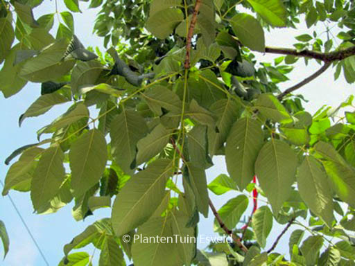 Fraxinus americana ‚Autumn Applause‘