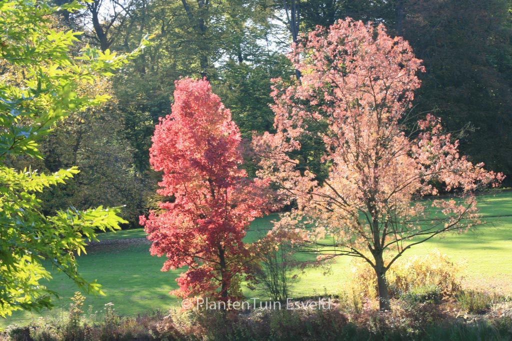 Fraxinus angustifolia ‚Raywood‘