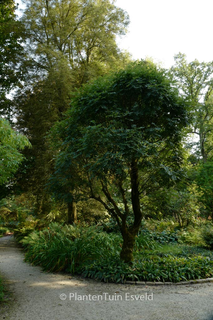 Fraxinus excelsior ‚Nana‘