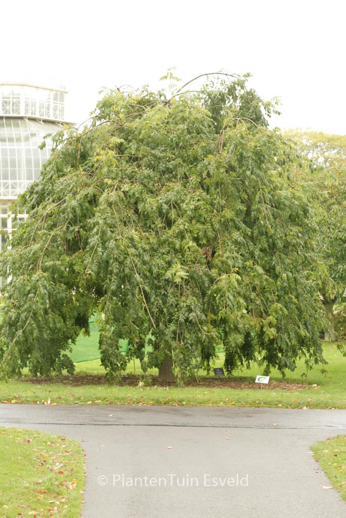 Fraxinus excelsior ‚Pendula‘