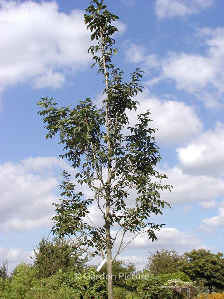 Fraxinus ornus ‚Louisa Lady‘