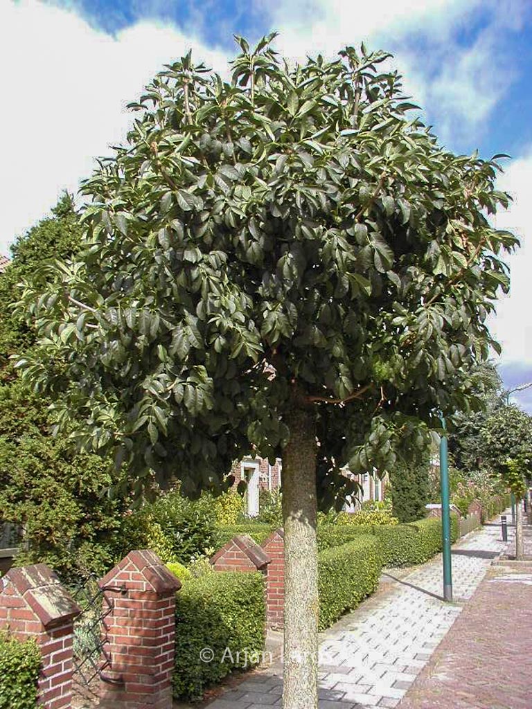 Fraxinus ornus ‚Mecsek‘