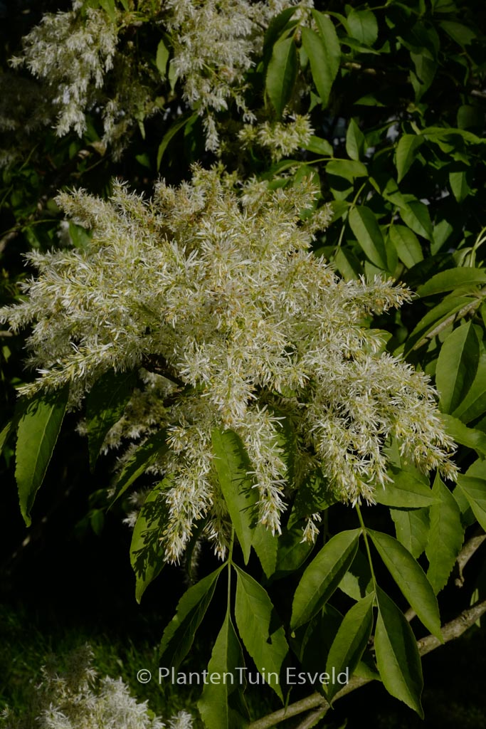 Fraxinus ornus
