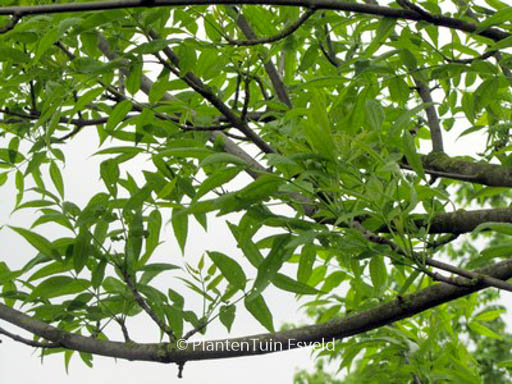 Fraxinus pennsylvanica ‚Summit‘