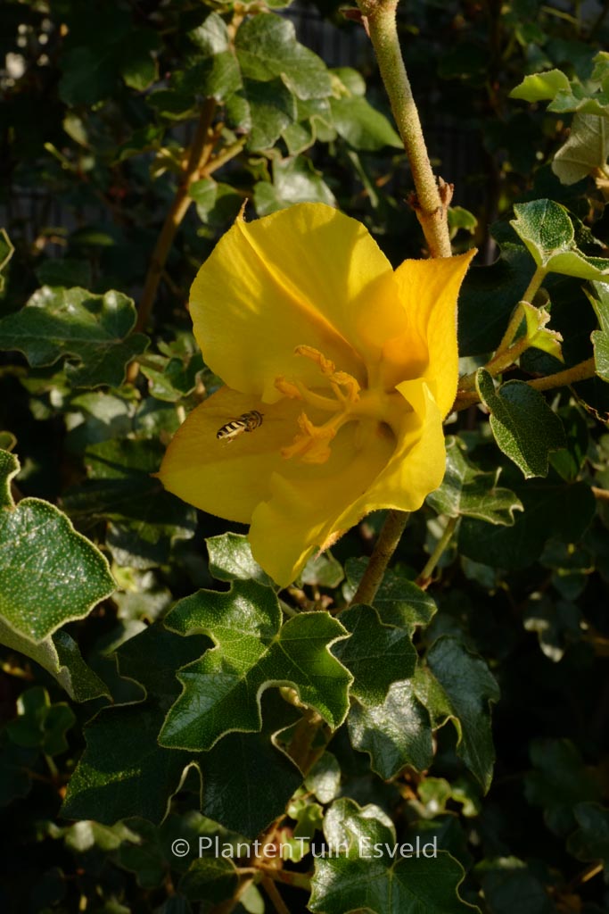 Fremontodendron californicum ‚Californian Gold‘