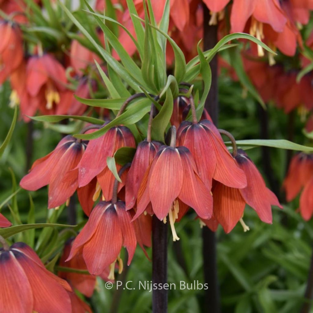 Fritillaria ‚Red Beauty‘