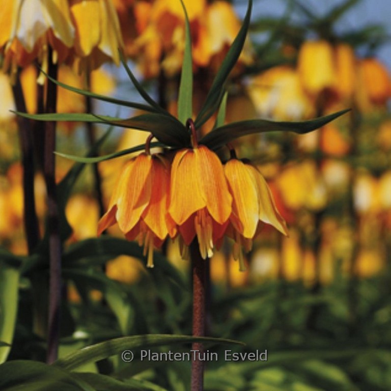 Fritillaria imperialis ‚Early Dream‘