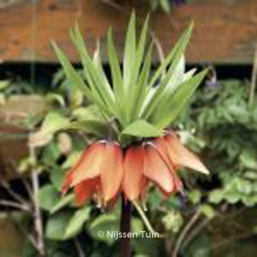 Fritillaria imperialis ‚Garland Star‘