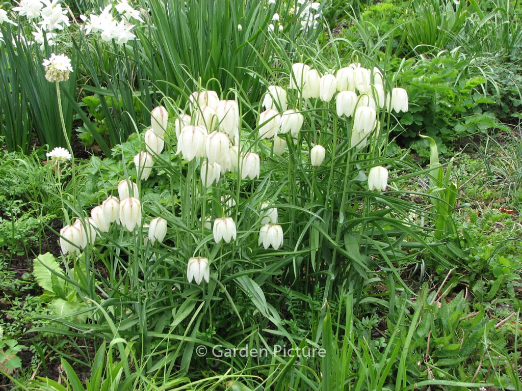 Fritillaria meleagris ‚Alba‘
