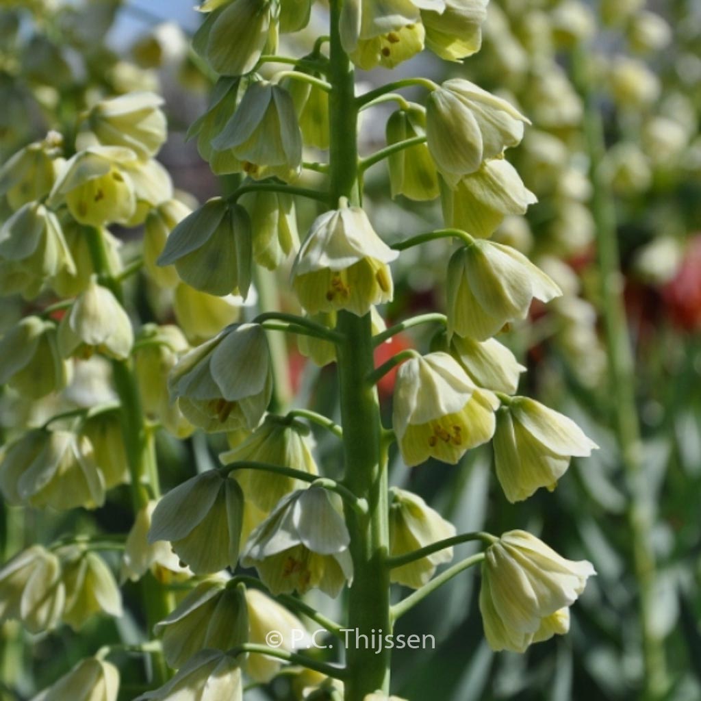 Fritillaria persica ‚Ivory Bells‘
