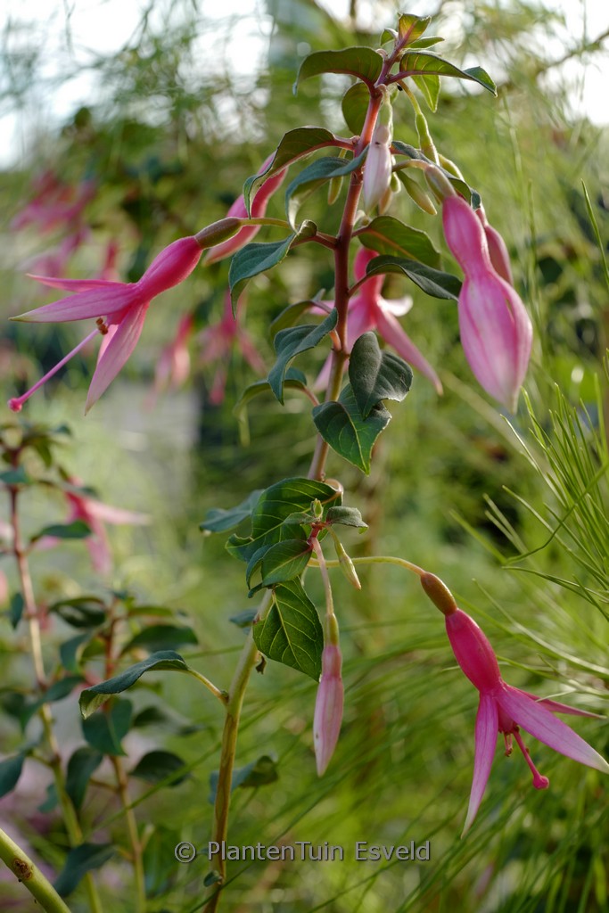 Fuchsia ‚Anna Sunshine‘