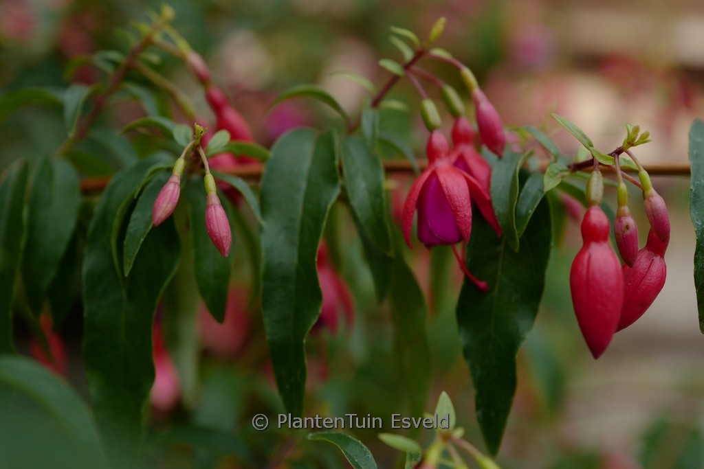 Fuchsia ‚Bernisser Hardy‘
