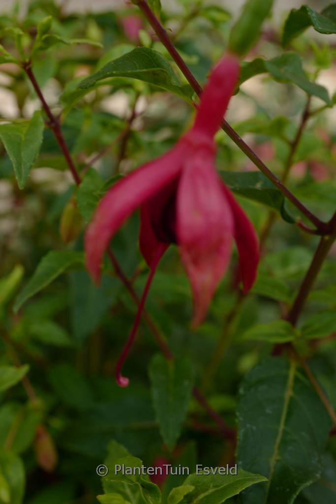 Fuchsia ‚De Groot’s Dream‘