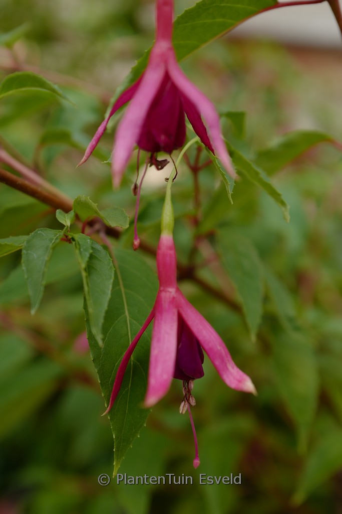 Fuchsia ‚Delta’s Pim‘