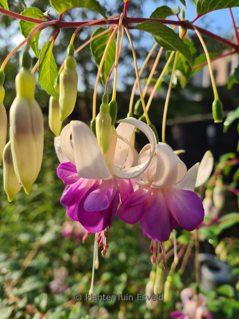 Fuchsia ‚Delta’s Sarah‘