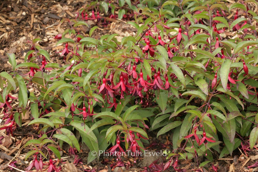 Fuchsia ‚Dying Embers‘
