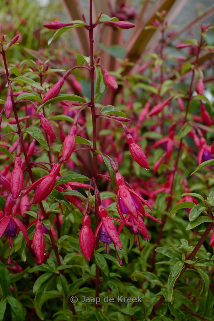 Fuchsia ‚Flash‘