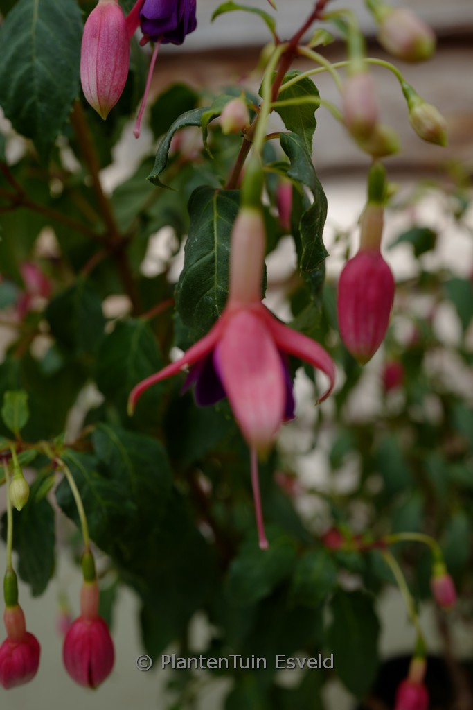 Fuchsia ‚Gerrit van Veen‘