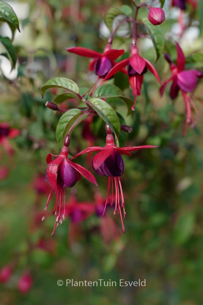 Fuchsia ‚Lady Boothby‘