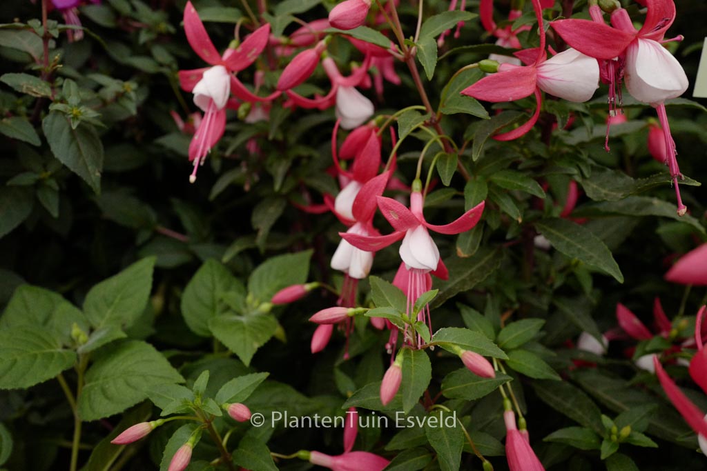 Fuchsia ‚Lady Thumb‘