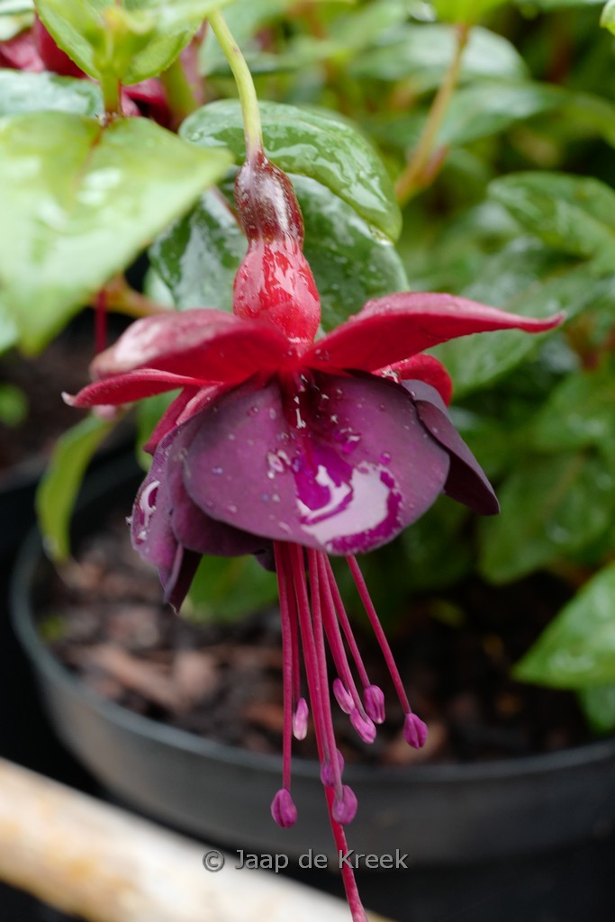Fuchsia ‚Lady in Black‘