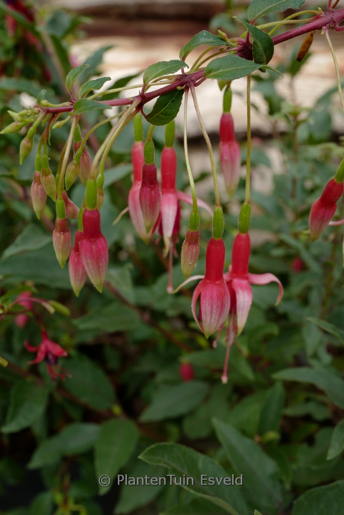 Fuchsia ‚Lidie Bartelink‘