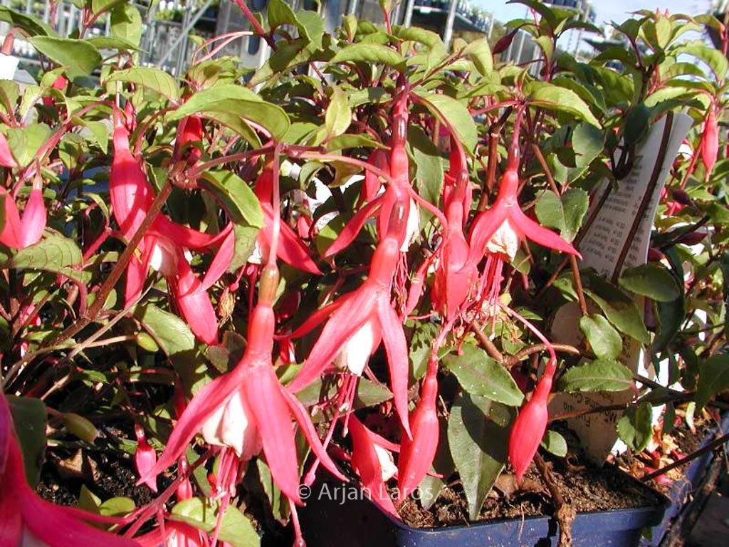 Fuchsia ‚Mad. Cornelissen‘