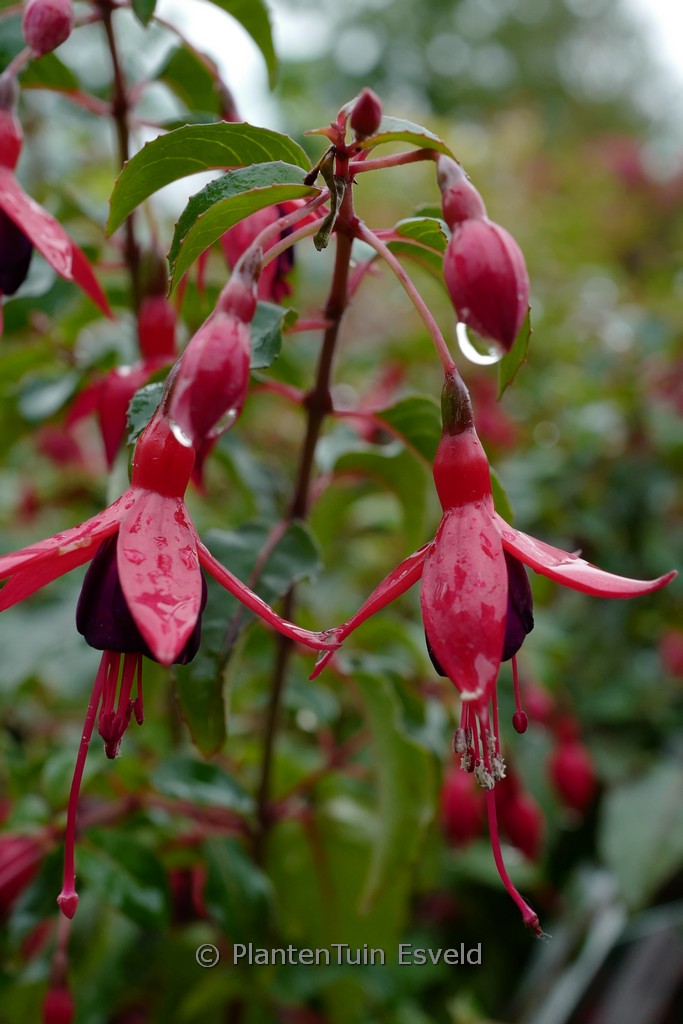 Fuchsia ‚Mrs. Popple‘