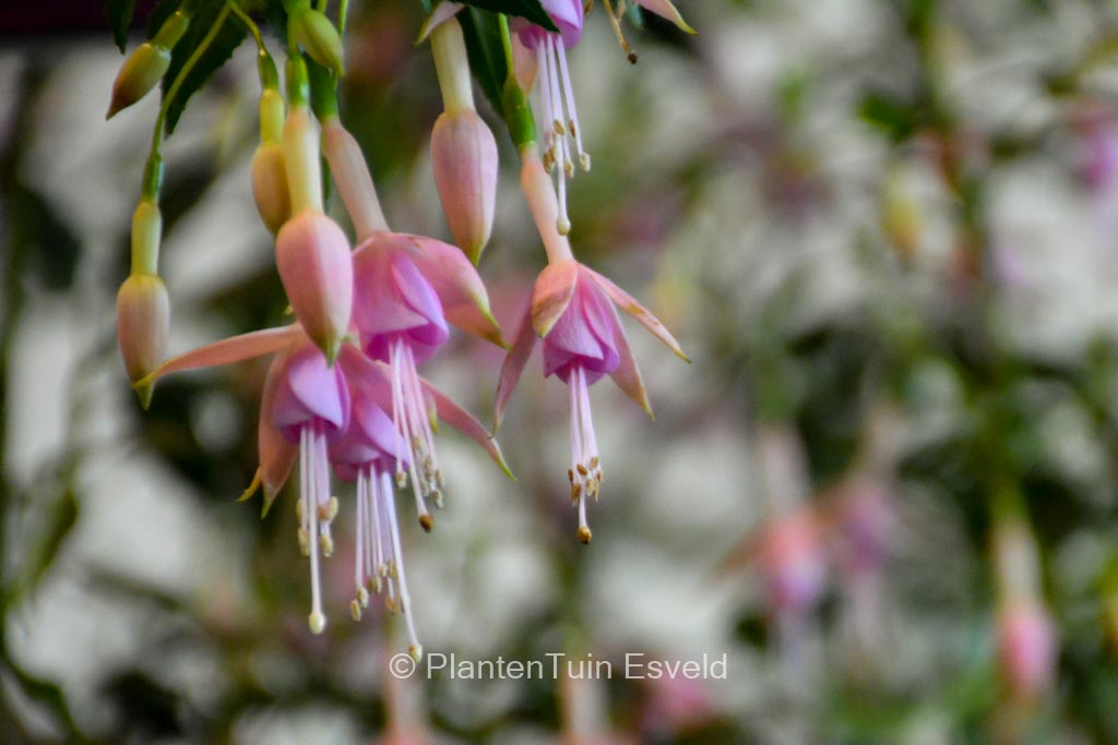 Fuchsia ‚Mrs. W.P. Wood‘