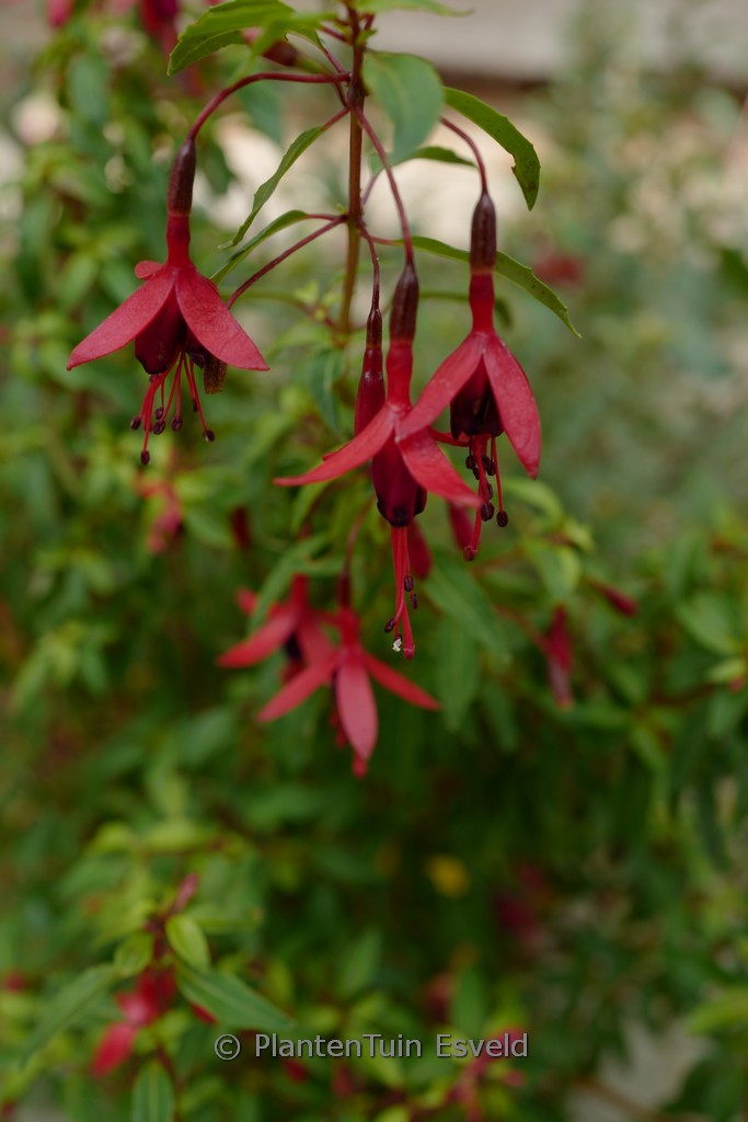 Fuchsia ‚Papoose‘