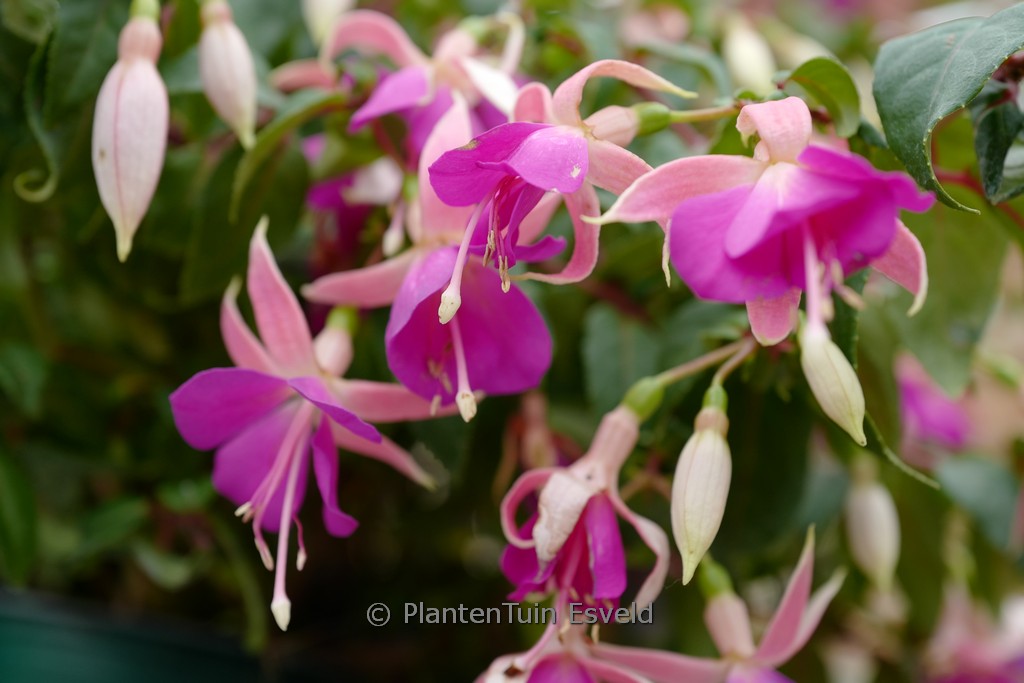 Fuchsia ‚President Leo Boullemier‘