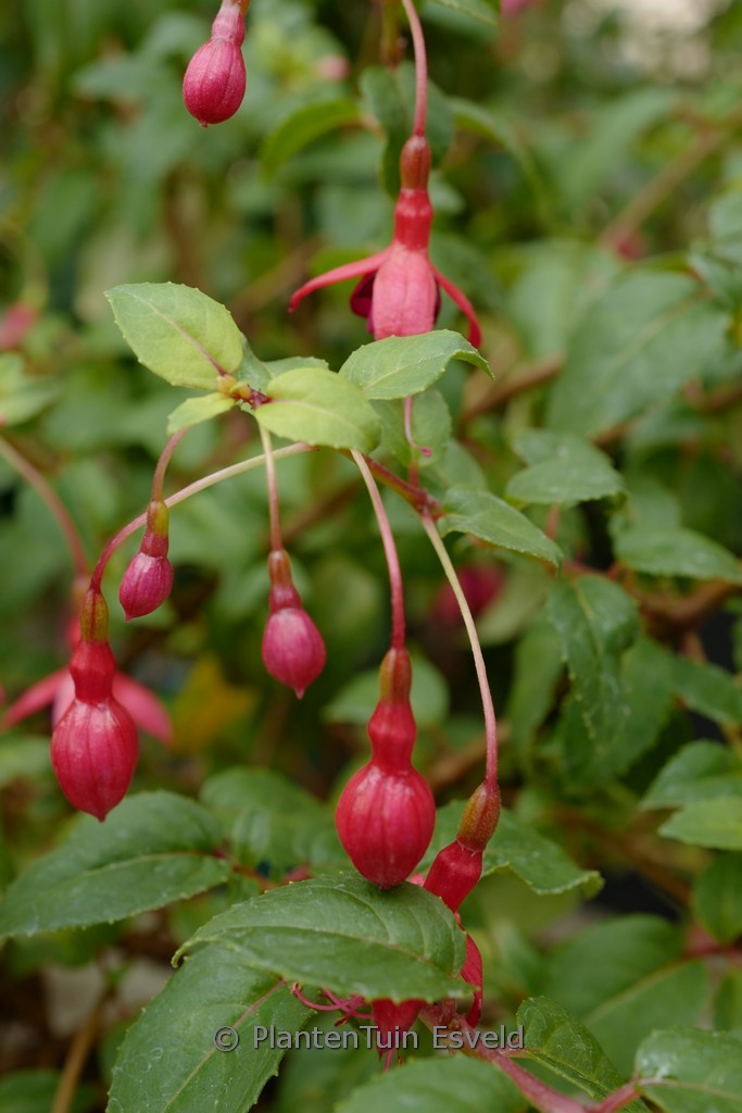 Fuchsia ‚Rhombifolia‘