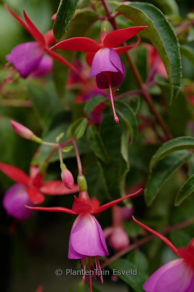 Fuchsia ‚Saturnus‘