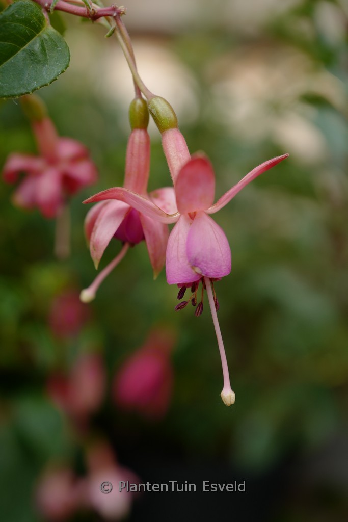 Fuchsia ‚Susan Travis‘