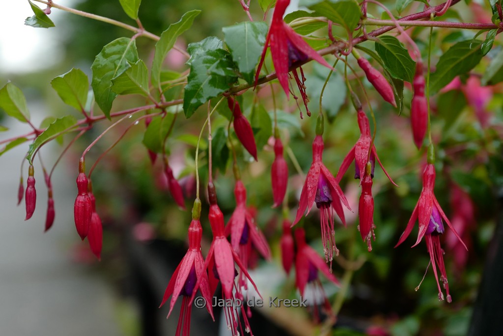 Fuchsia ‚Tenella‘
